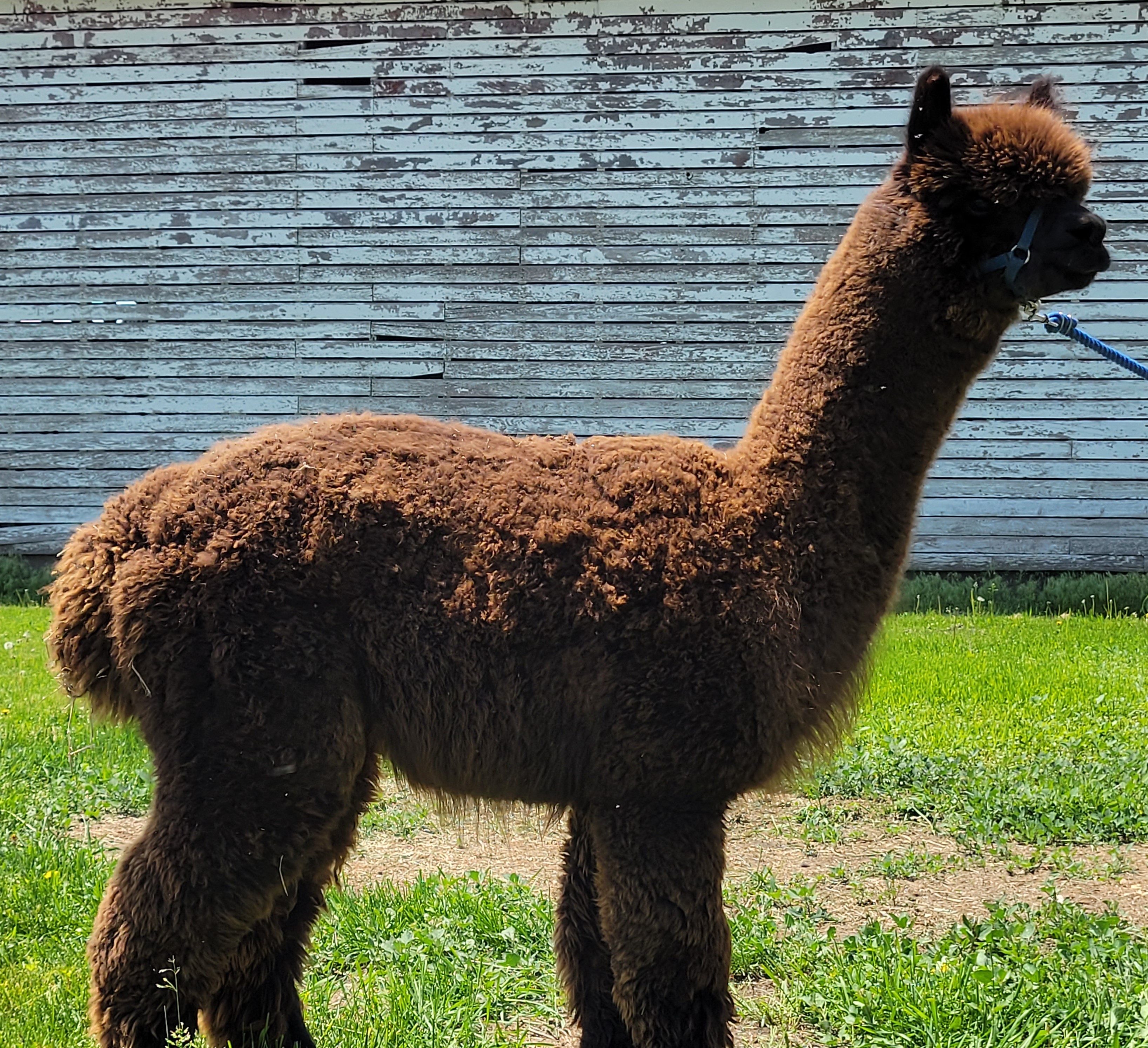 atlas alpaca