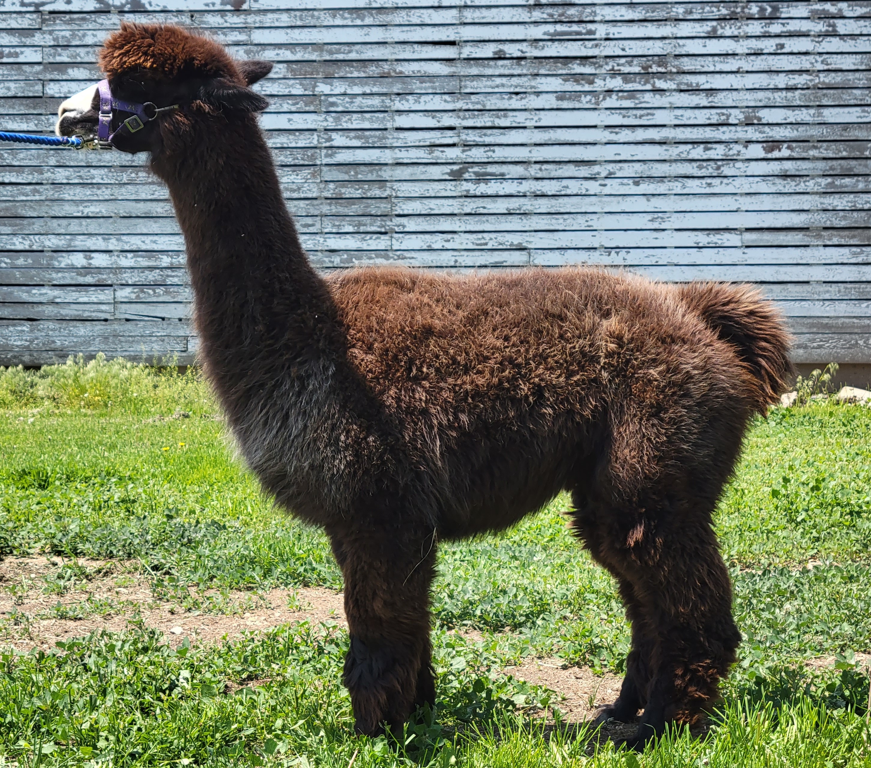 bronwyn alpaca