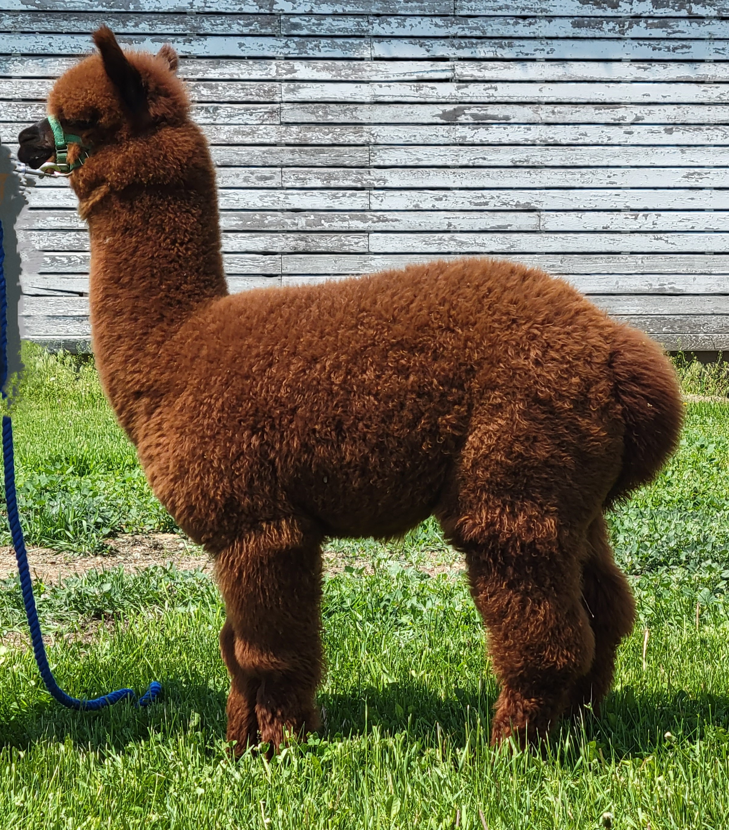 bubbles alpaca