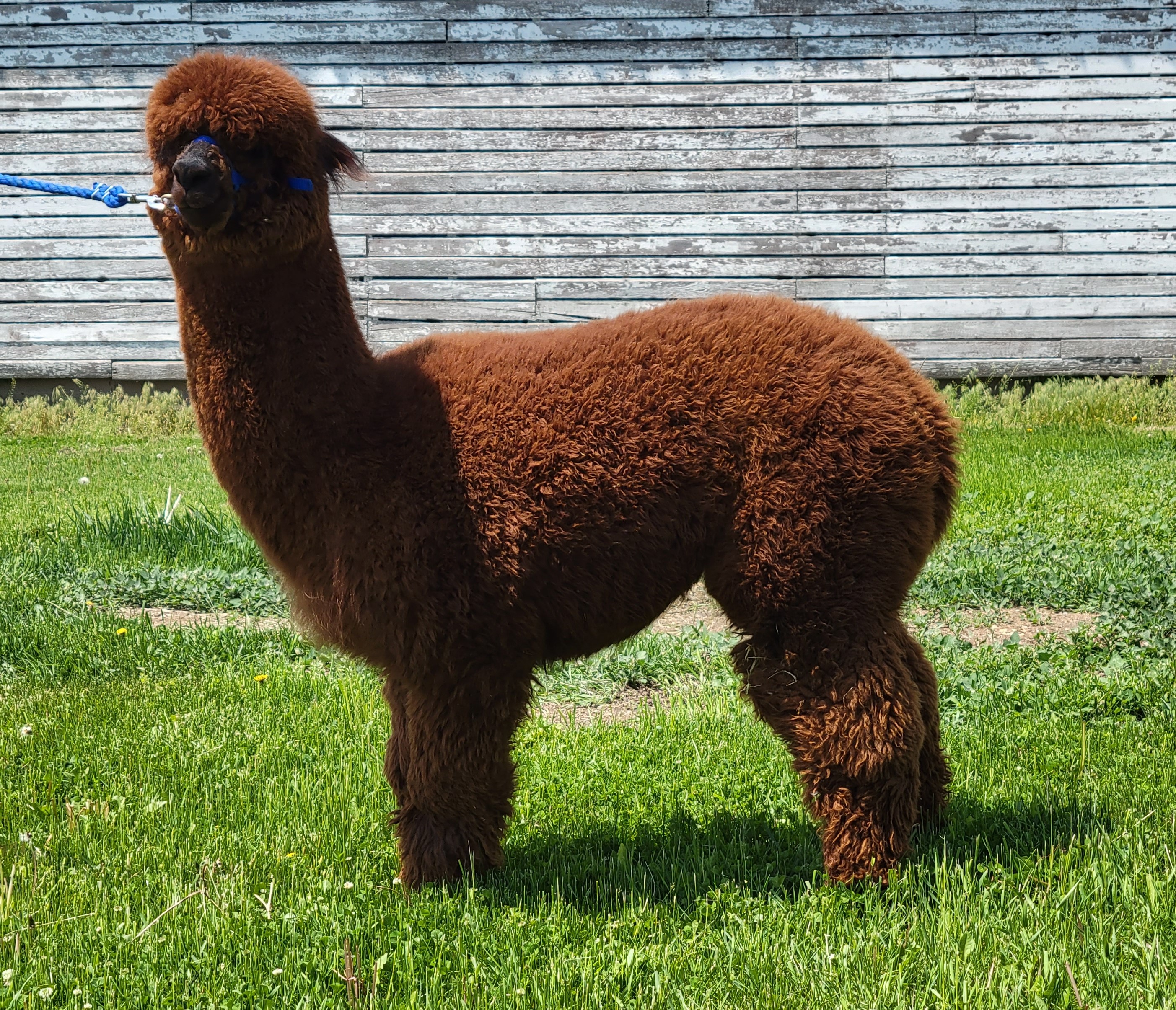 callie alpaca