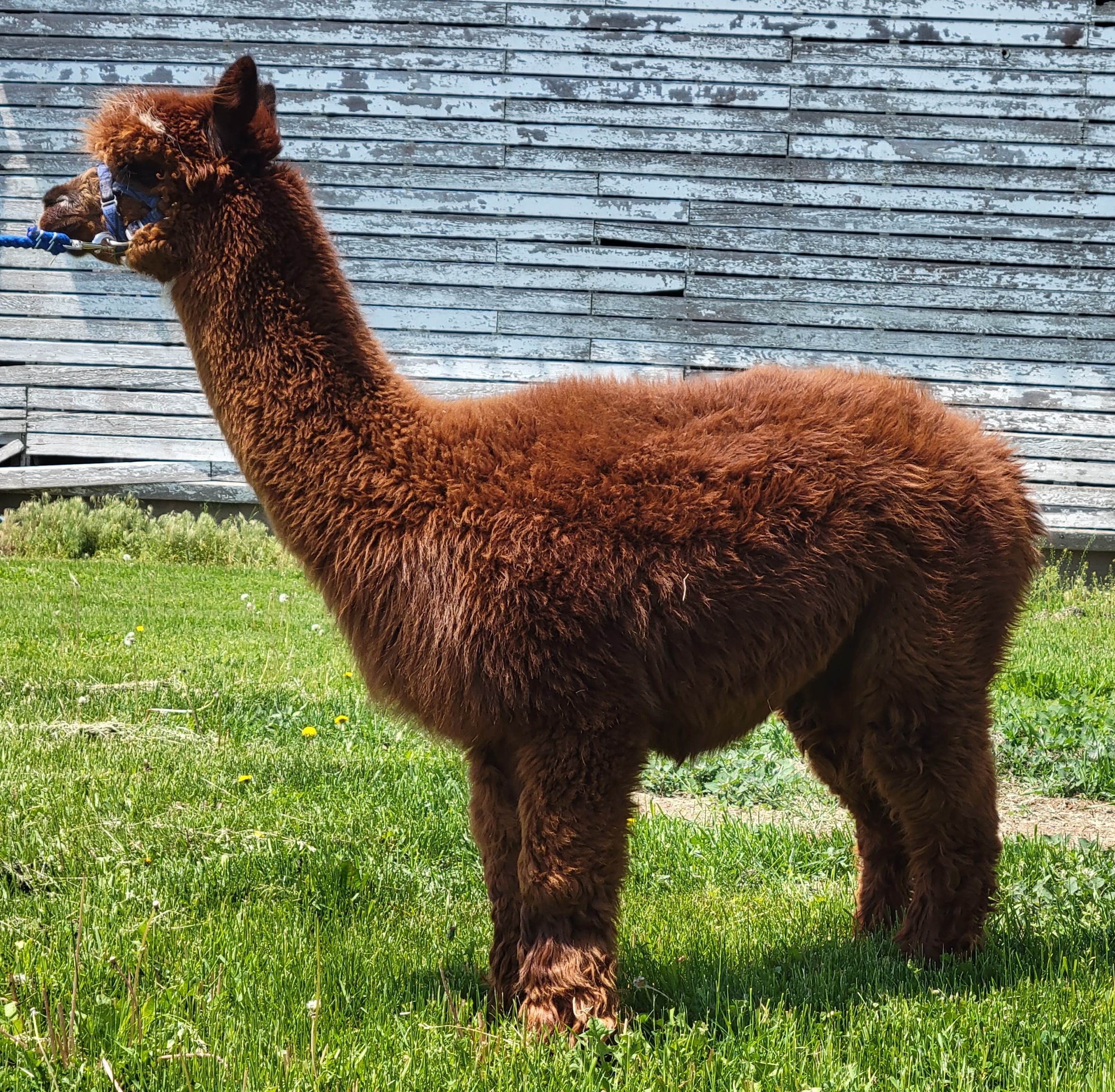 frealaf alpaca