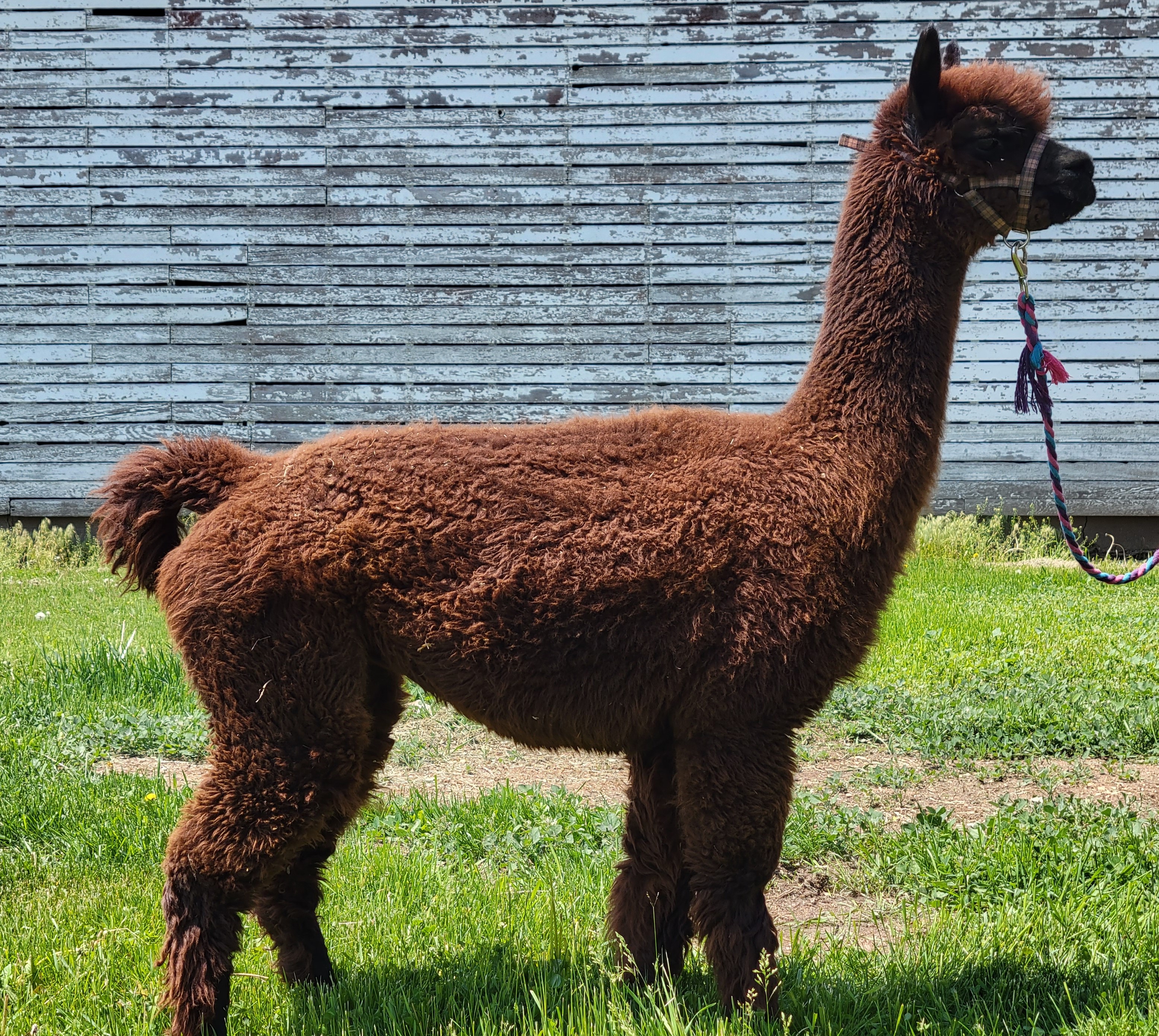 froda alpaca