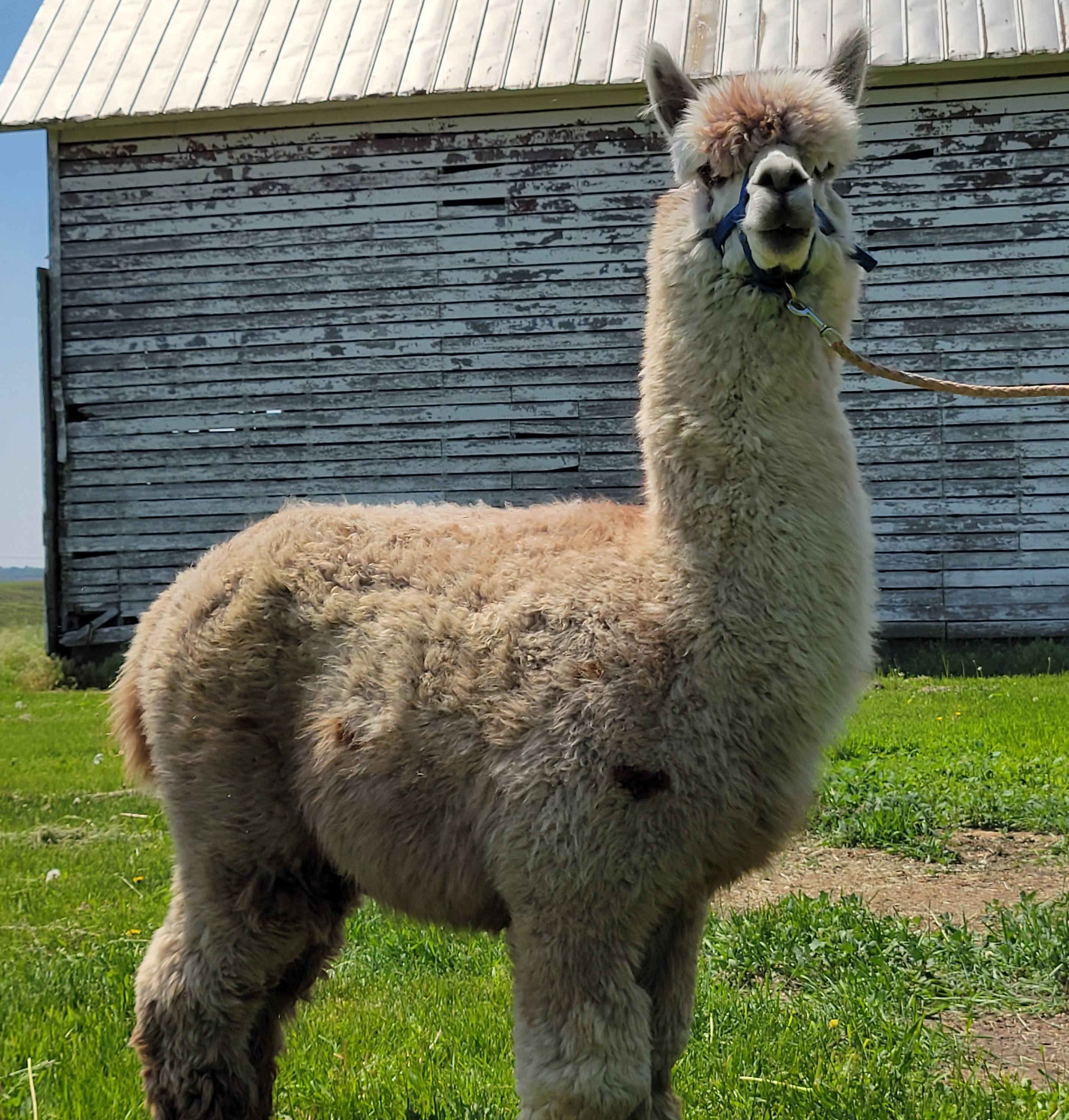 maverick alpaca